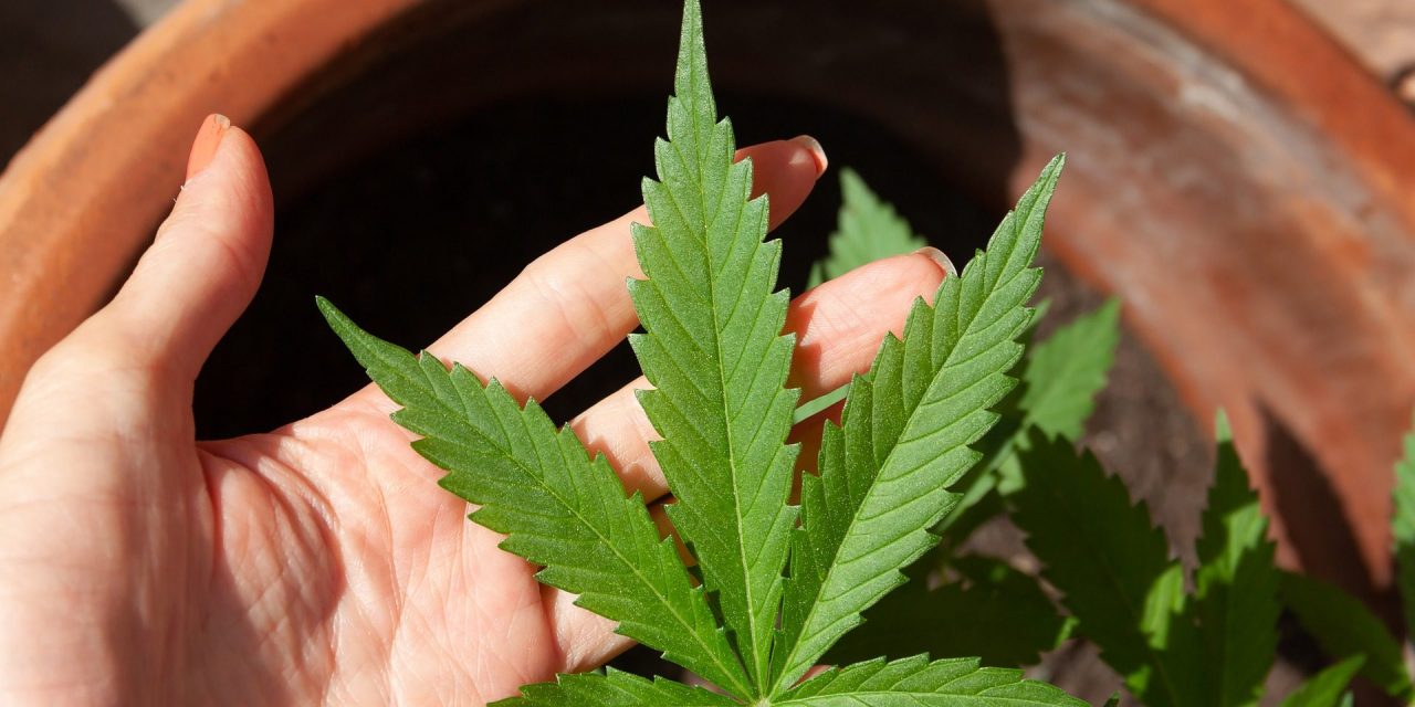 Tíz kilónyi marihuánaültetvényt találtak egy szabadkai házban