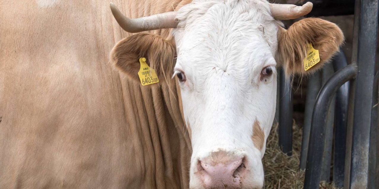 Állatmenhelyen kapott menedéket egy hentes elől megmenekült tehén