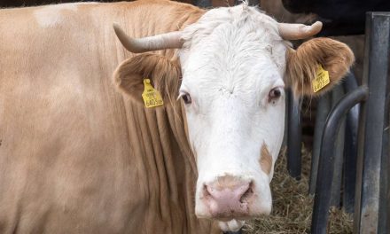 Állatmenhelyen kapott menedéket egy hentes elől megmenekült tehén