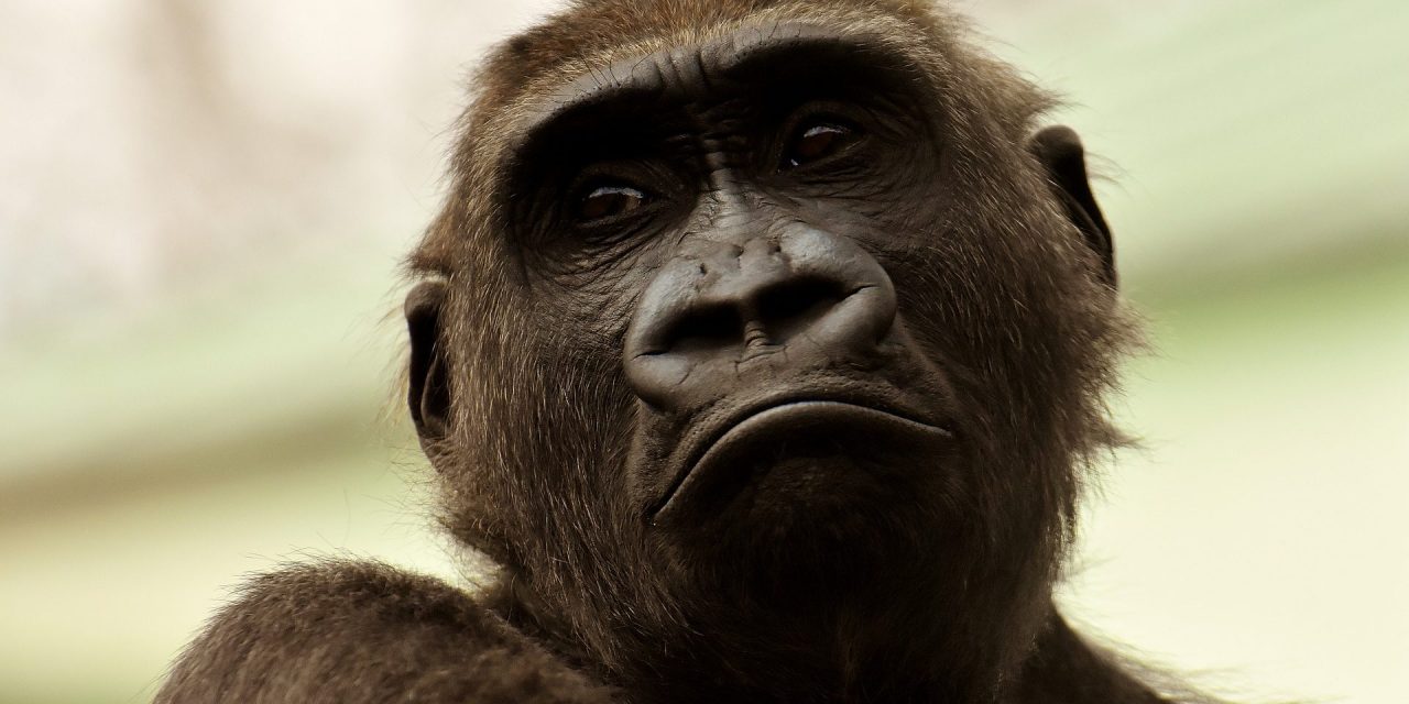 Több gorilla koronavírustesztje lett pozitív egy amerikai állatkertben