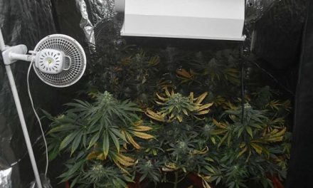 Több kiló marihuánát rejtett az újvidéki lakás (fotók)