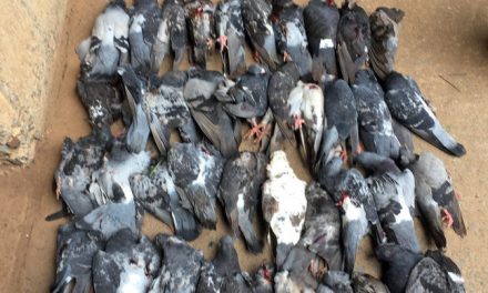 Több mint száz vadgalambot öltek meg légpuskával Palánkán
