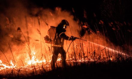 Tűz ütött ki a kelebiai erdőben