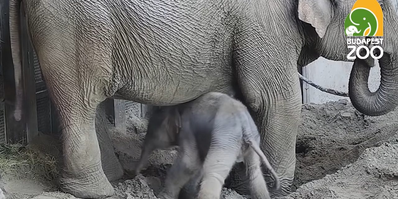 Elefántborjú született Budapesten (Videó)