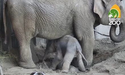 Elefántborjú született Budapesten (Videó)