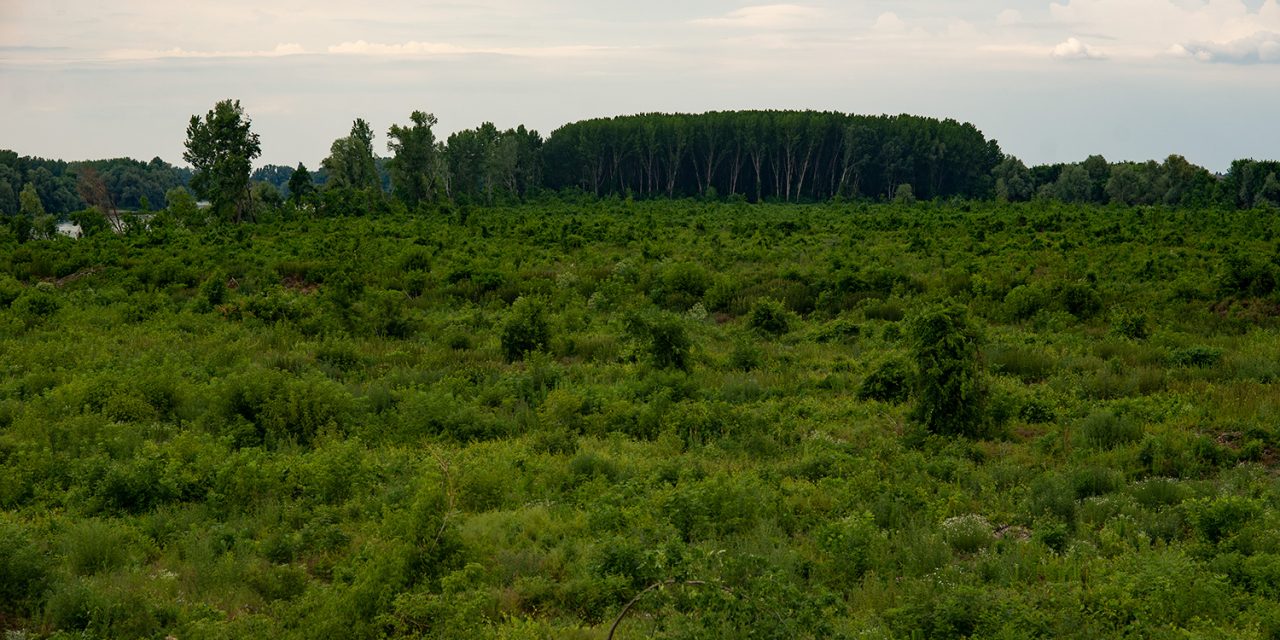 Rendőrség: Nem a migránsok lövöldöztek, hanem a rendőrök gyakorlatoztak