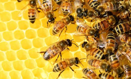 Harminckét milliárd dinár támogatás az állattenyésztőknek, méhészeknek