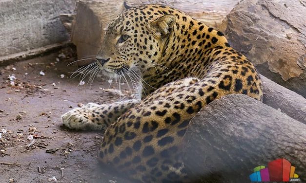A Palicsi Állatkert új sztárja Szimba, a perzsa leopárd
