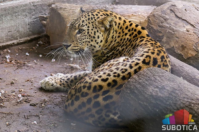 A Palicsi Állatkert új sztárja Szimba, a perzsa leopárd