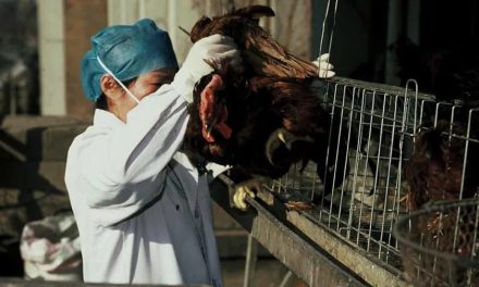 A világon elsőként fertőződött meg H10N3 madárinfluenzával egy férfi Kelet-Kínában