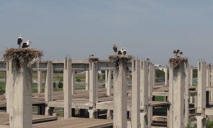 Gólya-kolónia vette birtokba az újvidéki betoncsontvázat (Fotók+Videók)