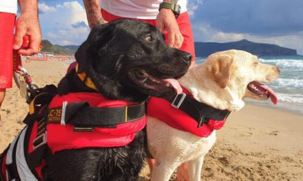 Tizennégy bajbajutott embert mentettek ki a tengerből vízimentő kutyák