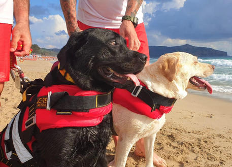 Tizennégy bajbajutott embert mentettek ki a tengerből vízimentő kutyák