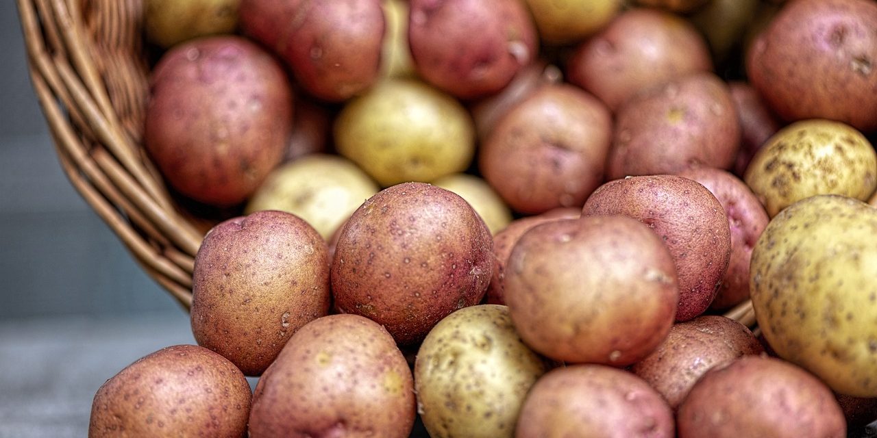 Dél-Szerbiában 50-70 százalékkal csökkent a krumplihozam