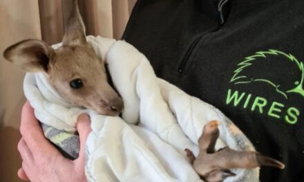Tizennégy kengurut ölt meg két tinédzser