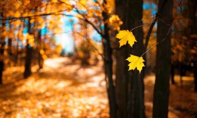 Lesz még meleg indián nyár