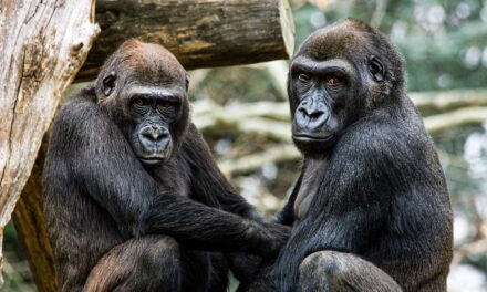 Az európai állatkertek hím gorillákat akarnak leölni