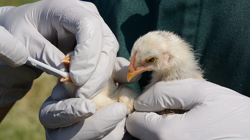 Tombol a madárinfluenza Csongrád-Csanád vármegyében, ezrével hullanak el a madarak