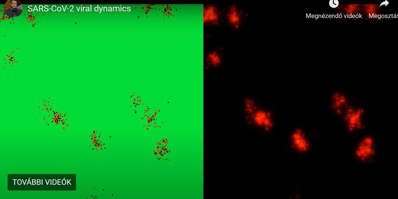 <span class="entry-title-primary">Látványos videó arról, hogyan pusztítja sejtjeinket a koronavírus</span> <span class="entry-subtitle">Röst Gergely szegedi matematikus csapatával modellezte a vírus terjedését a szervezetünkben</span>