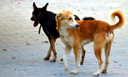 Milliók mennek el kutyaharapások miatti kártérítésekre