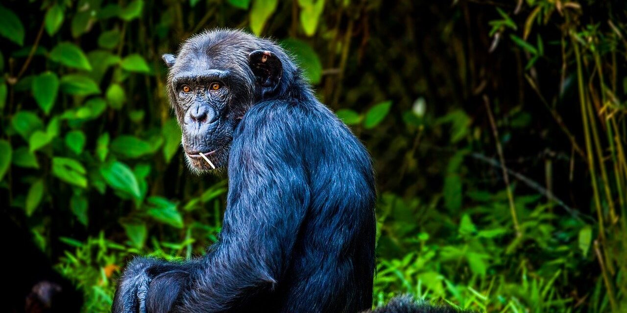 Egymás sebeit is ellátják a csimpánzok