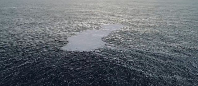 Százezer döglött hal került a Vizcayai-öbölbe