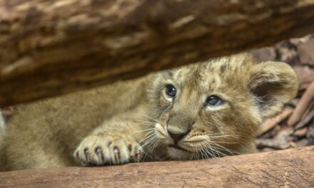 A palicsi állatkertben gondozzák az afrikai oroszlánkölyköt