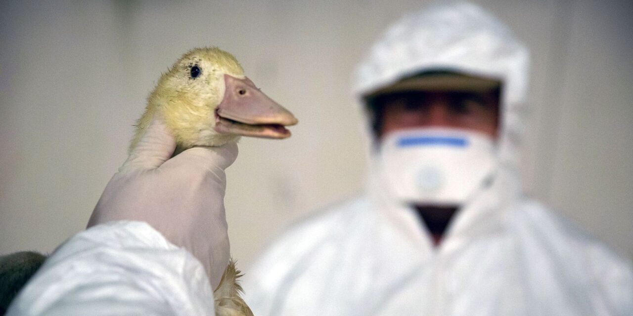 Meghalt az első ember, aki a madárinfluenza H3N8-as típusától fertőződött meg