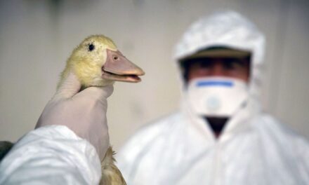 Először fertőzött meg embert a madárinfluenza H3N8-as típusa