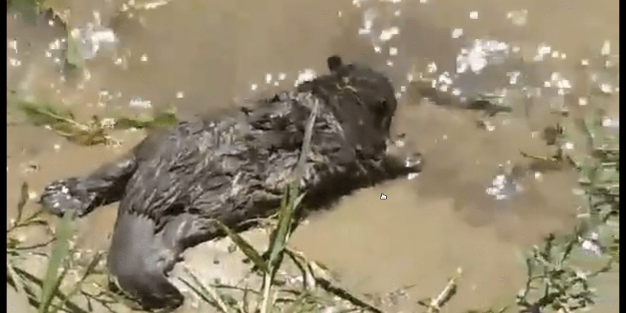 Hódkölyök tetemére bukkantak Újvidéken a Sodroson (Videó)