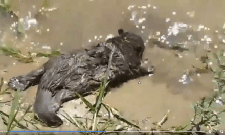 Hódkölyök tetemére bukkantak Újvidéken a Sodroson (Videó)