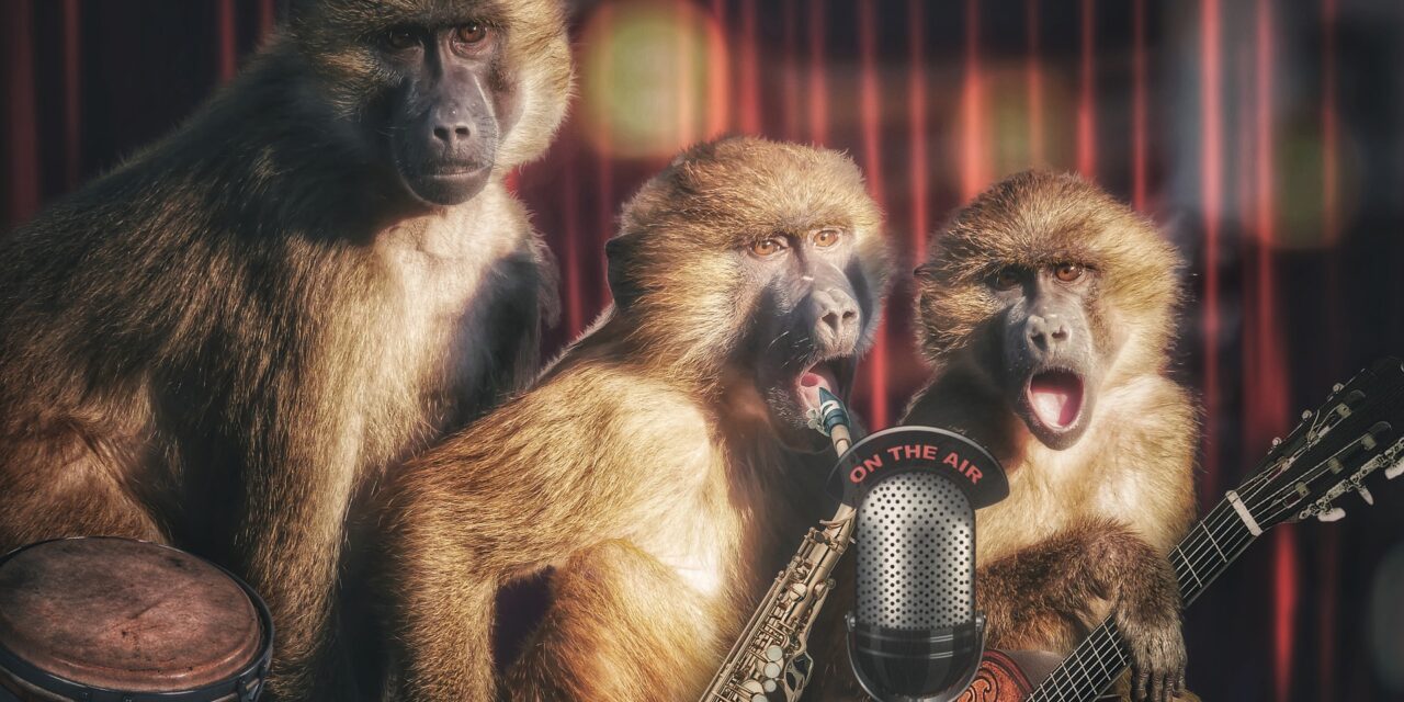 A majmok a zenét preferálják a videókkal szemben egy állatkerti kísérlet szerint