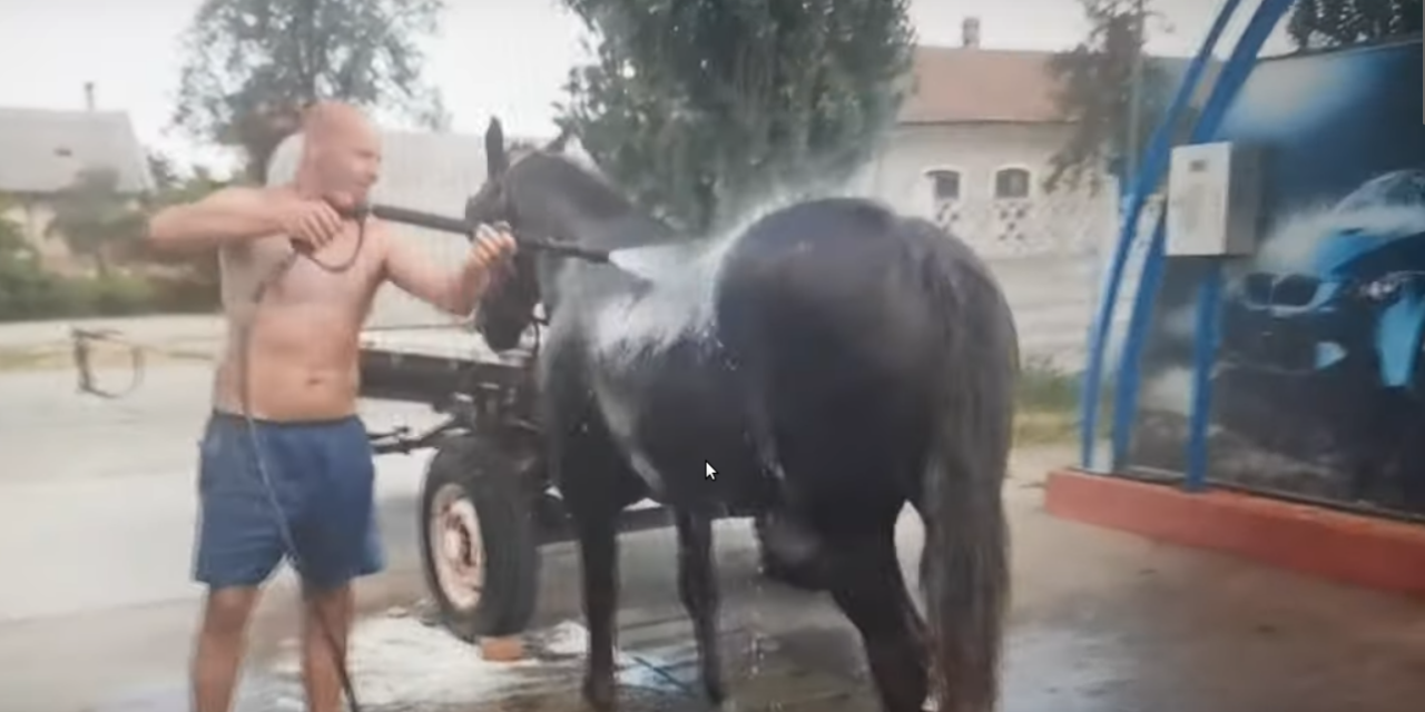 Autómosóban mosta le a lovat, hogy ne legyen melege (Videóval)