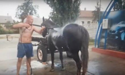 Autómosóban mosta le a lovat, hogy ne legyen melege (Videóval)
