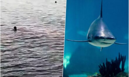 Újabb halálos cápatámadás a népszerű strandon