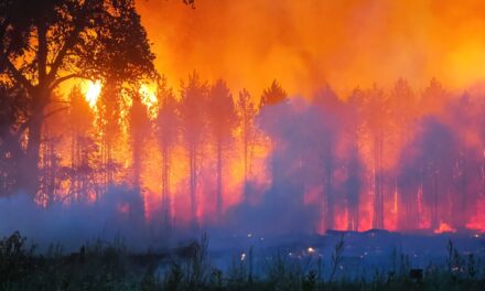 Magyarországon is erdőtűz ütött ki szerdán, egy ember meghalt