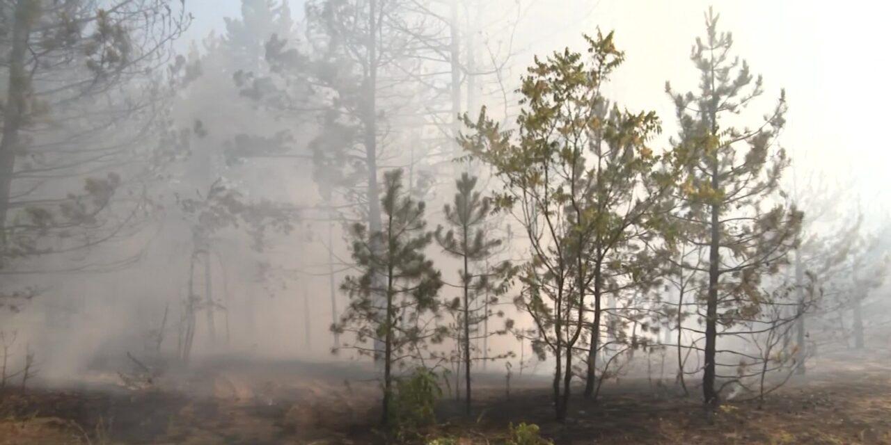 Eloltották a tüzet a radanováci erdőben