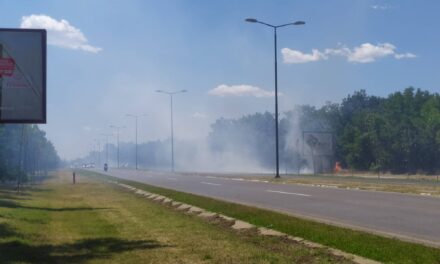 Tűz ütött ki a Palicsi út mellett