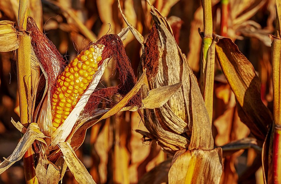 Aflatoxin miatt nem veszik át a kukoricát a gazdáktól