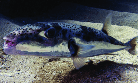A cianidnál is erősebb méreggel rendelkező halat találtak az Adriában