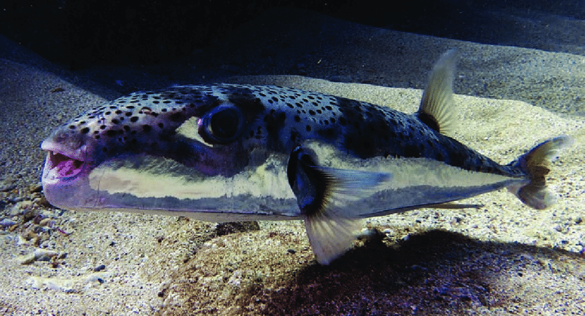 A cianidnál is erősebb méreggel rendelkező halat találtak az Adriában
