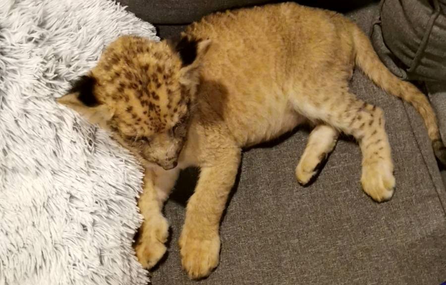 Afrikai oroszlánkölyköt találtak egy szabadkai lakásban