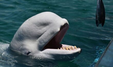 Éhségsztrájkol a Szajnába betévedt fehér delfin