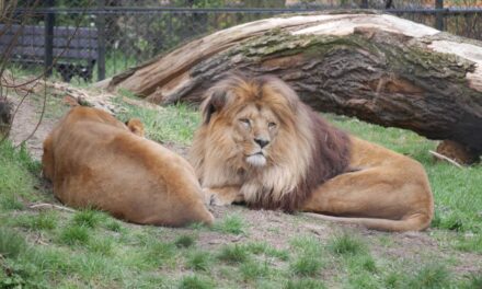 Megöltek az oroszlánok egy behatolót az accrai állatkertben