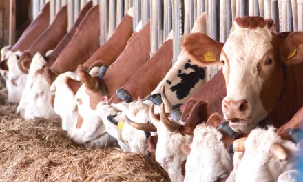 „Az állam duplázza meg a tejtermelők támogatását!”
