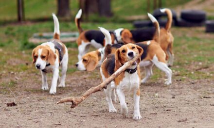 Csaknem négyezer beagle-t mentett ki egy civil szervezet egy gyanús szaporítóhelyről