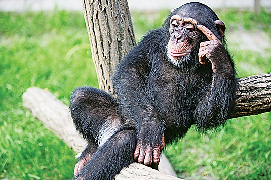 Meglógott a harkivi állatkert csimpánza (video)