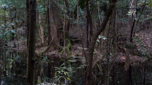 Az erdőirtás megfékezéséről tárgyaltak az Amazonas-országok vezetői