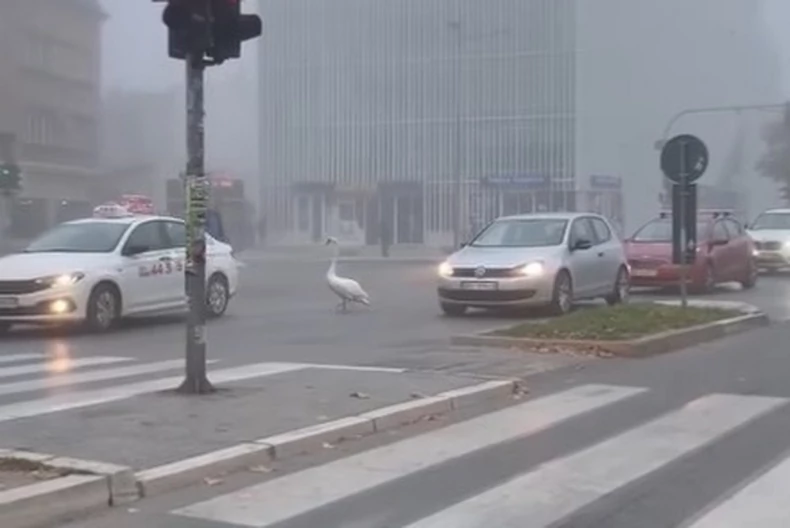 Hattyú okozott közlekedési dugót Újvidéken (videó)