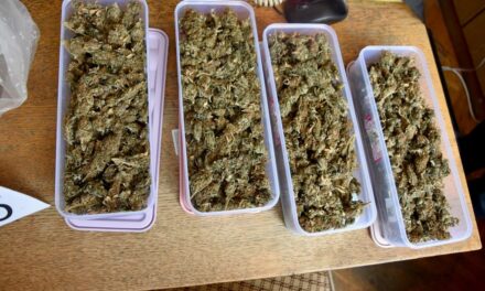 Tizenöt kilogramm marihuánát foglaltak le Nagybecskereken